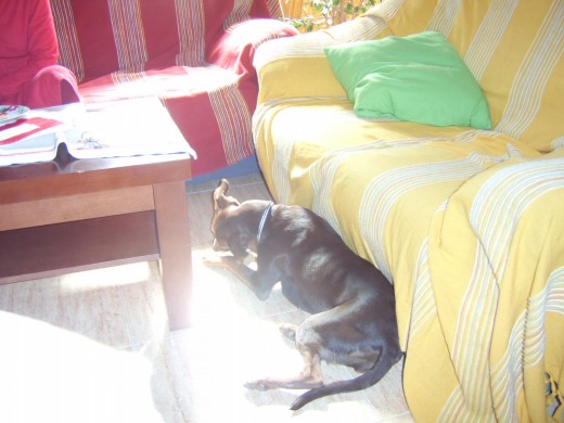 Ahí tenemos a Souka, tomando el sol como cada mañana. 